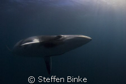 Minke whale flying in at the end of a dive. Photo made in... by Steffen Binke 